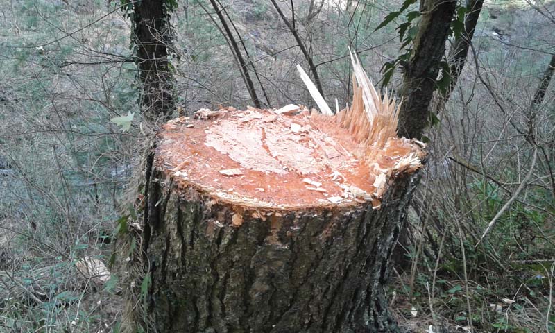 trees chopped off in galiyat region photos express