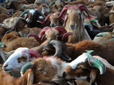 promoting livestock ten goats distributed among farmers