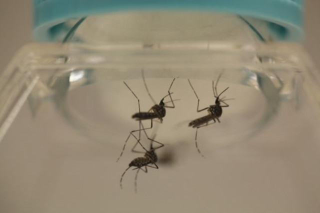 aedes aegypti mosquitoes are seen at the laboratory of entomology and ecology of the dengue branch of the u s centers for disease control and prevention in san juan march 6 2016 picture taken march 6 2016 photo reuters aedes aegypti mosquitoes are seen at the laboratory of entomology and ecology of the dengue branch of the u s centers for disease control and prevention in san juan march 6 2016 picture taken march 6 2016 photo reuters