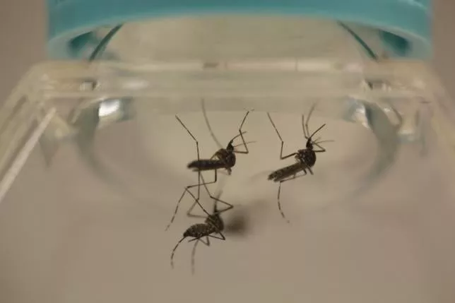 aedes aegypti mosquitoes are seen at the laboratory of entomology and ecology of the dengue branch of the u s centers for disease control and prevention in san juan march 6 2016 picture taken march 6 2016 photo reuters aedes aegypti mosquitoes are seen at the laboratory of entomology and ecology of the dengue branch of the u s centers for disease control and prevention in san juan march 6 2016 picture taken march 6 2016 photo reuters