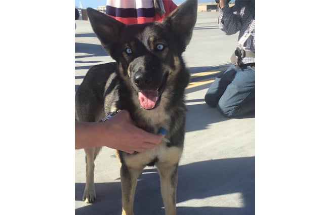 luna a german shepherd with piercing blue eyes went overboard in early february photo facebook