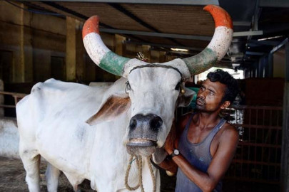 hindu cow activists drink pesticide in india one dies