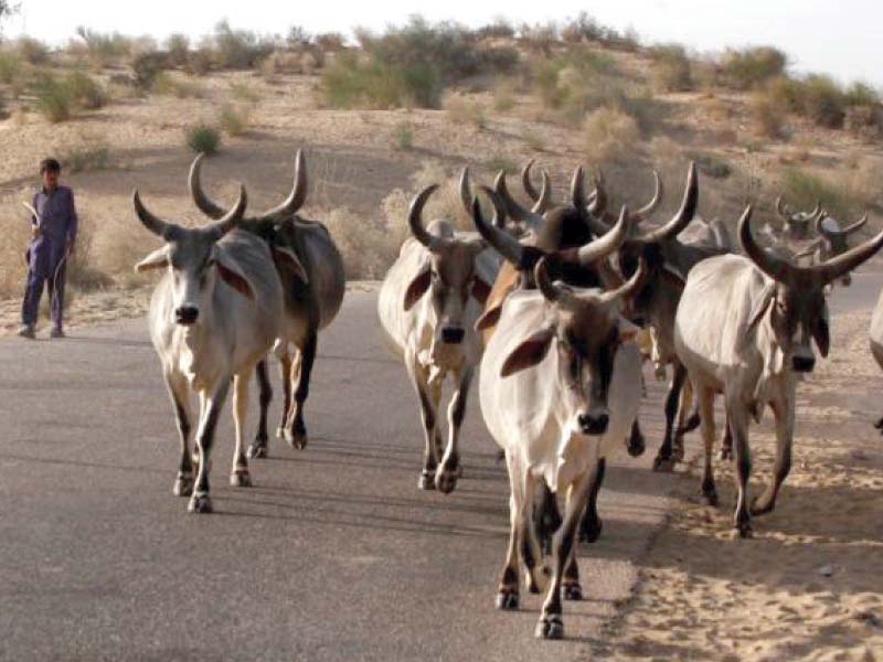 about a quarter of pakistan s farmland is entirely dependent on rainfall to provide enough water and in those areas farmers growing wheat maize mustard pulses and vegetables may not be able to save much of their crop photo file