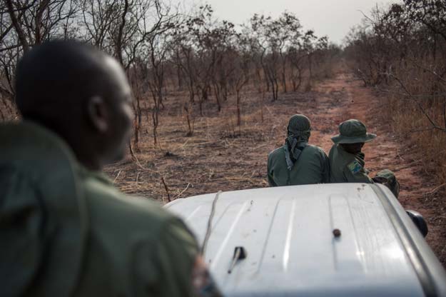 a picture taken on march 7 2016 shows rangers sitting atop a vehicle driving through the bush looking for tracks or signs of lions during a lion survey conducted at yankari game reserve in northeastern nigeria photo afp