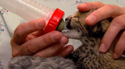 five cheetah cubs fight for survival after rare c section birth