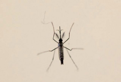 zika outbreak pakistani travellers advised to put off trying for a baby during travel