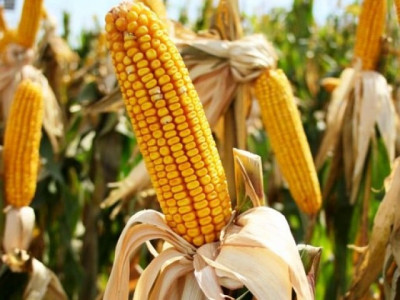 commercialisation of gm corn seeds allowed without field trials