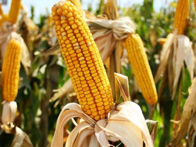 by granting licences government has violated national bio safety laws photo file by granting licences government has violated national bio safety laws photo file