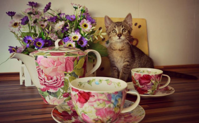 czech cat cafe boom pairs soothing strokes with java jolts czech cat cafe boom pairs soothing strokes with java jolts