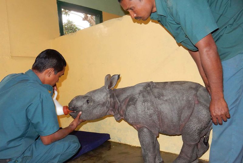 in this handout photo taken for the international fund for animal welfare wildlife trust of india on march 19 2016 a week old male rhino calf is shown at the centre for wildlife rehabilitation and conservation facility at the kaziranga national park in the indian state of assam photo afp