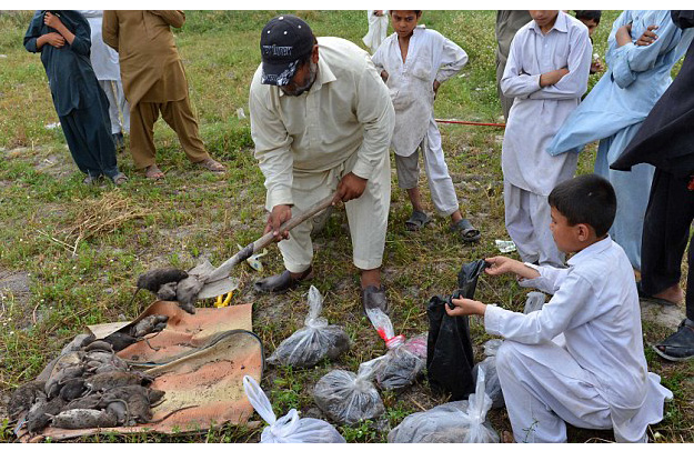killer rats rattle rural peshawar