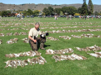 ten thousand rabbits shot in new zealand easter hunt ten thousand rabbits shot in new zealand easter hunt