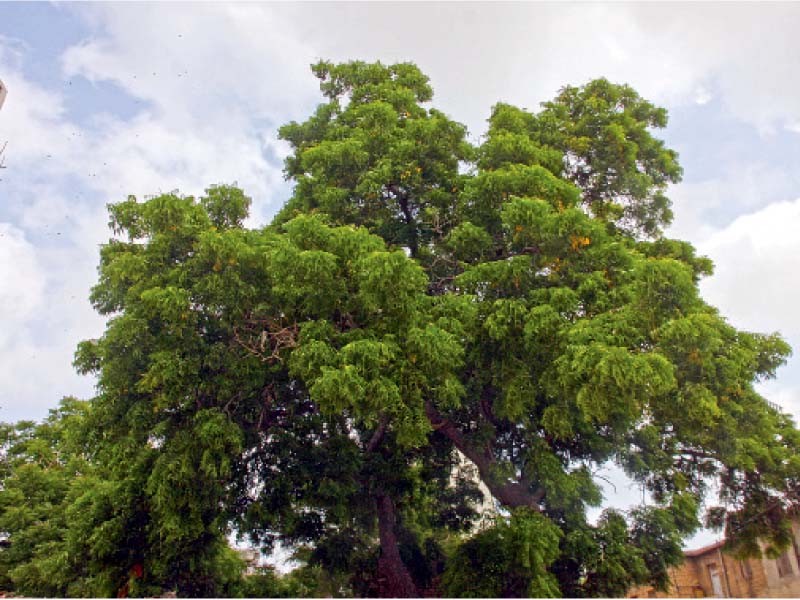 The follies of finishing off Karachi’s foliage