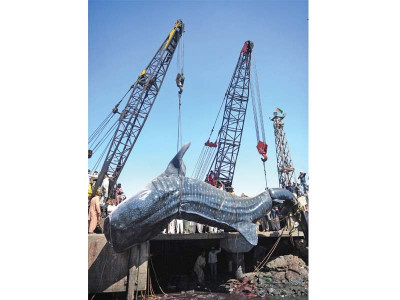 pakistan eighth largest exporter of shark fins pakistan eighth largest exporter of shark fins