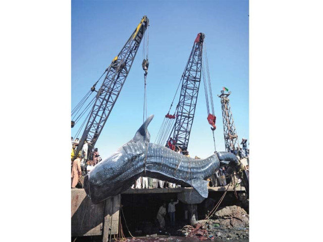 the global demand for shark meat is increasing and pakistani fishermen are capturing more whale sharks to meet it photo file the global demand for shark meat is increasing and pakistani fishermen are capturing more whale sharks to meet it photo file