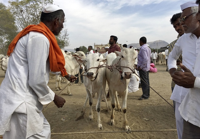 unable to sell cattle indian farmers have a beef with modi s bjp