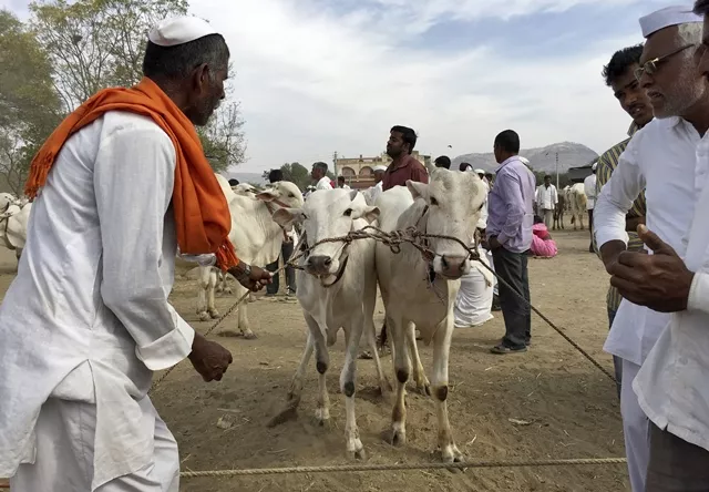 farmer revaji choudhary l shows his pair of bulls to buyers at a weekly cattle market in belhe village in the western state of maharashtra india on february 22 2016 photo reuters farmer revaji choudhary l shows his pair of bulls to buyers at a weekly cattle market in belhe village in the western state of maharashtra india on february 22 2016 photo reuters