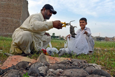 still rattled phc asks for report on killer rats still rattled phc asks for report on killer rats