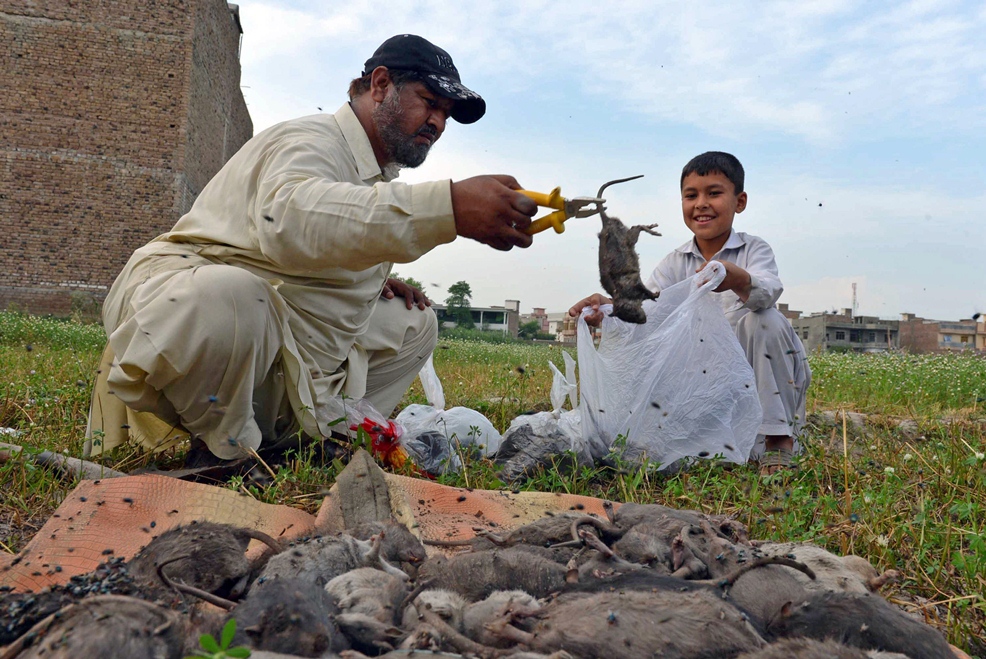 armed with a hoe wheelbarrow and plastic gloves and accompanied by his three young daughters naseer ahmad is waging a dogged battle against the rats of peshawar   and says he 039 s killed more than 100 000 in the past 18 month photo afp