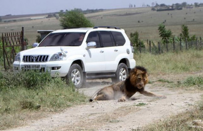 man mauled lion shot in latest nairobi incident
