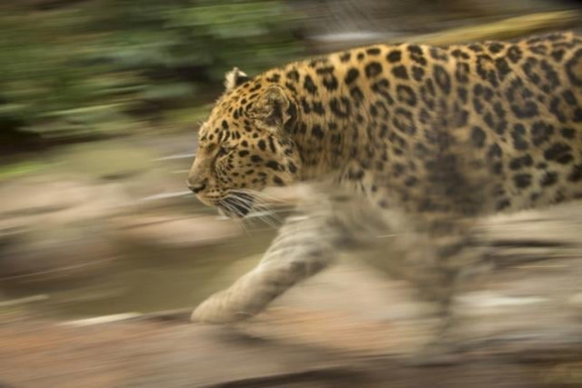 an endangered amur leopard which was euthanized on tuesday due to kidney disease and old age is seen at the oregon zoo in an undated handout photo provided by the zoo reuters an endangered amur leopard which was euthanized on tuesday due to kidney disease and old age is seen at the oregon zoo in an undated handout photo provided by the zoo reuters
