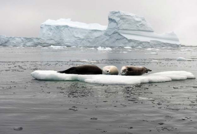new research says that within 500 years antarctica will have lifted water lines by more than 15 meters 50 feet reconfiguring earth 039 s coastlines photo afp new research says that within 500 years antarctica will have lifted water lines by more than 15 meters 50 feet reconfiguring earth 039 s coastlines photo afp