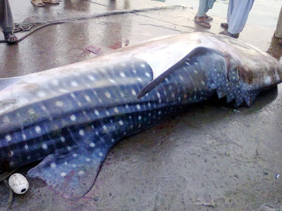 rare fish whale shark entangled in net dies