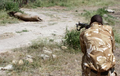 activists decry nairobi road project after two lions killed