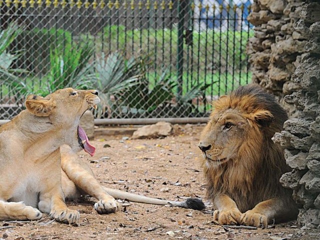 the mother of the cubs presumably with the father at the zoological garden photo jalal qureshi express