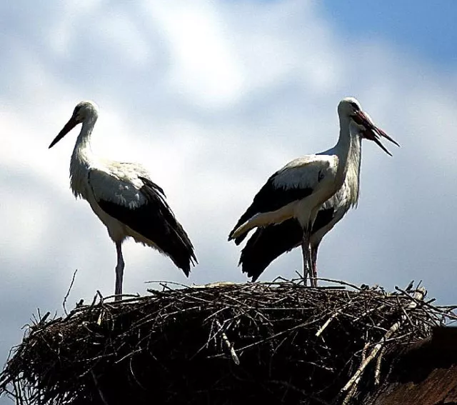 storks atop a roof in the village of cigoc some 80 km south of croatia 039 s capital zagreb photo afp storks atop a roof in the village of cigoc some 80 km south of croatia 039 s capital zagreb photo afp