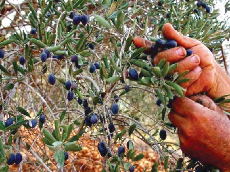 11m wild olive trees in bajaur