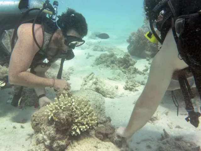 this file photo taken on september 22 2014 shows a dive instructor l and a tourist r from the ocean freedom diving on australia 039 s great barrier reef photo afp this file photo taken on september 22 2014 shows a dive instructor l and a tourist r from the ocean freedom diving on australia 039 s great barrier reef photo afp