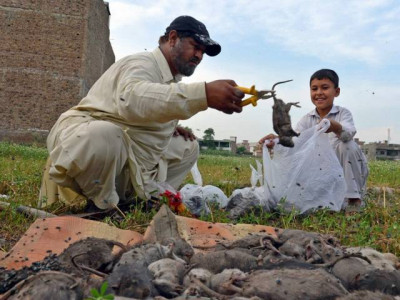 health care institutions urged to eradicate killer rodents health care institutions urged to eradicate killer rodents