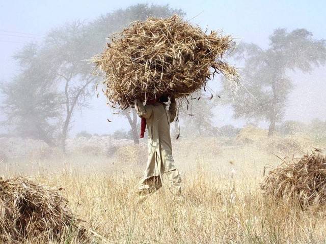 govt considering proposal to allow private companies to procure wheat this year photo app