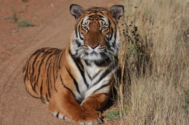 Protecting India's tigers also good for climate: Study