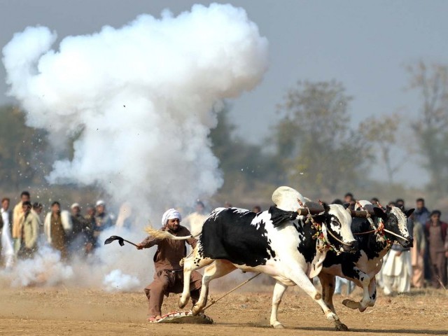 bulls kick up a dust storm in haripur