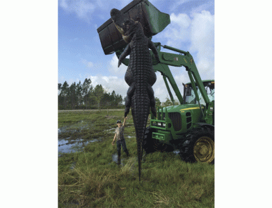 monster alligator killed in florida hunt monster alligator killed in florida hunt