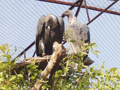 verge of extinction vultures hatched in captivity in good health