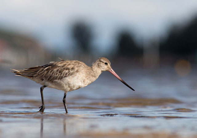 this undated handout photo from birdlife australia and received on april 8 2016 shows a bar tailed godwit feeding on a sandbar in merimbula in southern new south wales photo afp