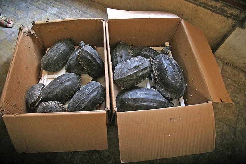 sixty two endangered turtles were being smuggled to malaysia when they were caught and handed over to the sindh wildlife department only seven have survived and they will be released in the haleji lake photo athar khan express