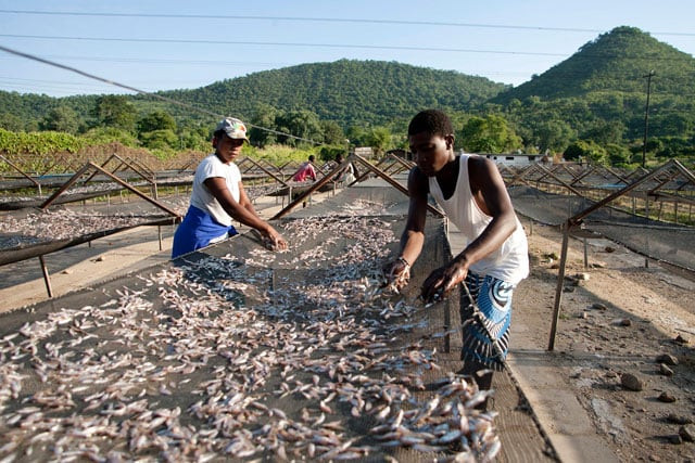 this file photo taken on february 20 2015 shows kapenta sales cooperative members spreading kapenta fish to dry in the sun on racks after a night of fishing on lake kariba in zimbabwe photo afp this file photo taken on february 20 2015 shows kapenta sales cooperative members spreading kapenta fish to dry in the sun on racks after a night of fishing on lake kariba in zimbabwe photo afp