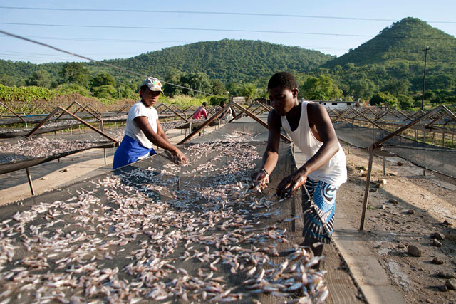 this file photo taken on february 20 2015 shows kapenta sales cooperative members spreading kapenta fish to dry in the sun on racks after a night of fishing on lake kariba in zimbabwe photo afp