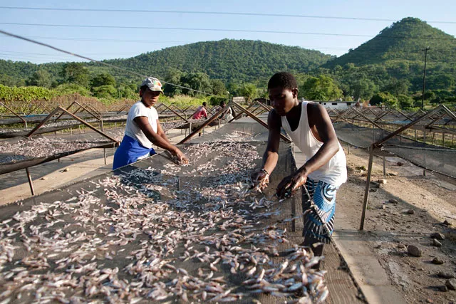 this file photo taken on february 20 2015 shows kapenta sales cooperative members spreading kapenta fish to dry in the sun on racks after a night of fishing on lake kariba in zimbabwe photo afp this file photo taken on february 20 2015 shows kapenta sales cooperative members spreading kapenta fish to dry in the sun on racks after a night of fishing on lake kariba in zimbabwe photo afp