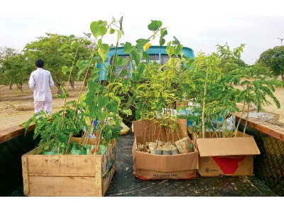 with 100 saplings planted at mazar e quaid shehri kicks off million trees campaign