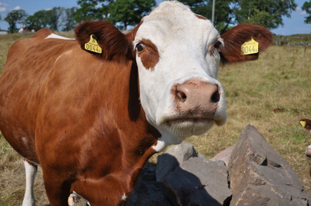 Pakistani Entrepreneurs Help Farmers Get More Milk Out Of Their Cattle