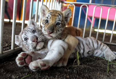 pet big cats to be sterilised sale banned pet big cats to be sterilised sale banned