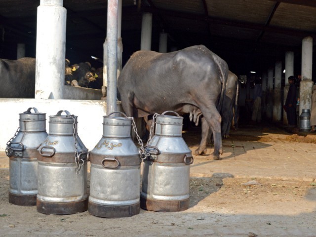 channar said that to develop the rural economy growth in meat and milk production was imperative photo fareeha mufti express