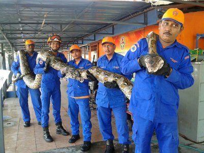 giant python found on malaysian building site giant python found on malaysian building site