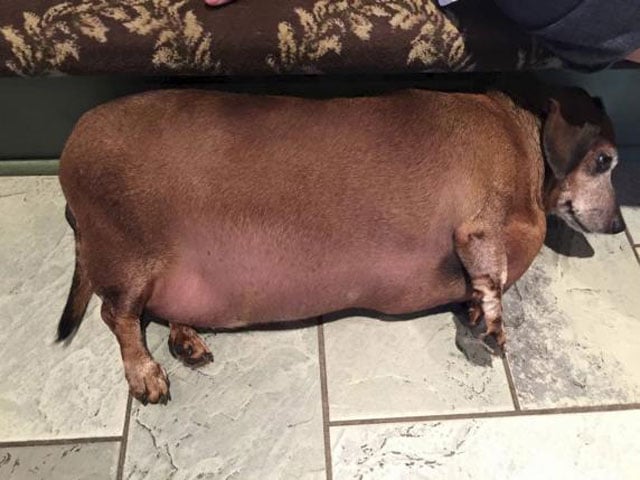 Fat cheap bald dog