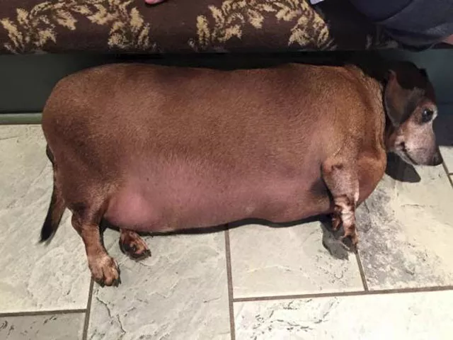 the 7 year old canine with a love for fast food weighed a whopping 17 24 kg photo reuters the 7 year old canine with a love for fast food weighed a whopping 17 24 kg photo reuters